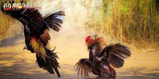 Bí quyết chơi đá gà hiệu quả